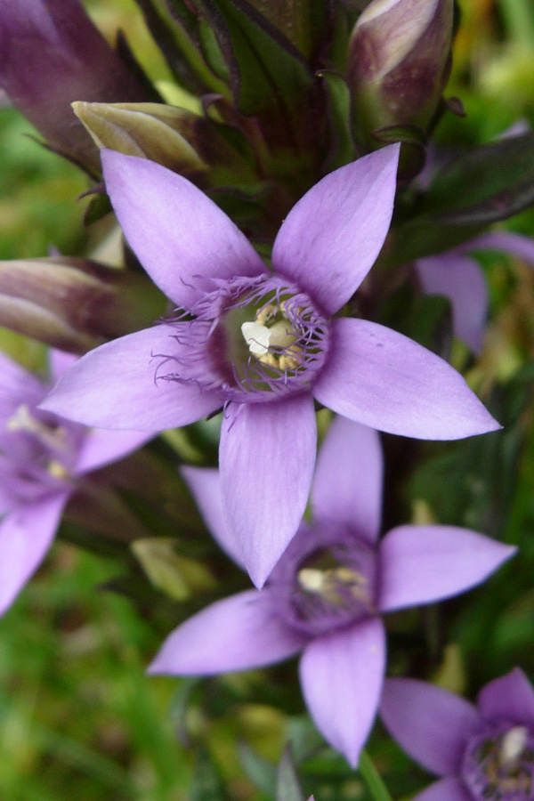 Gentianella... e poi?